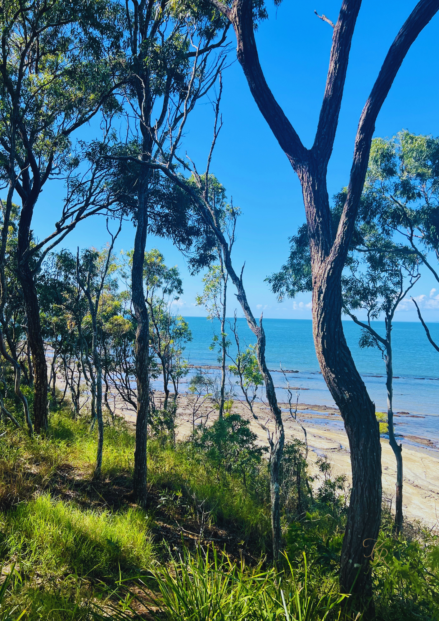 Between the Trees and Tide