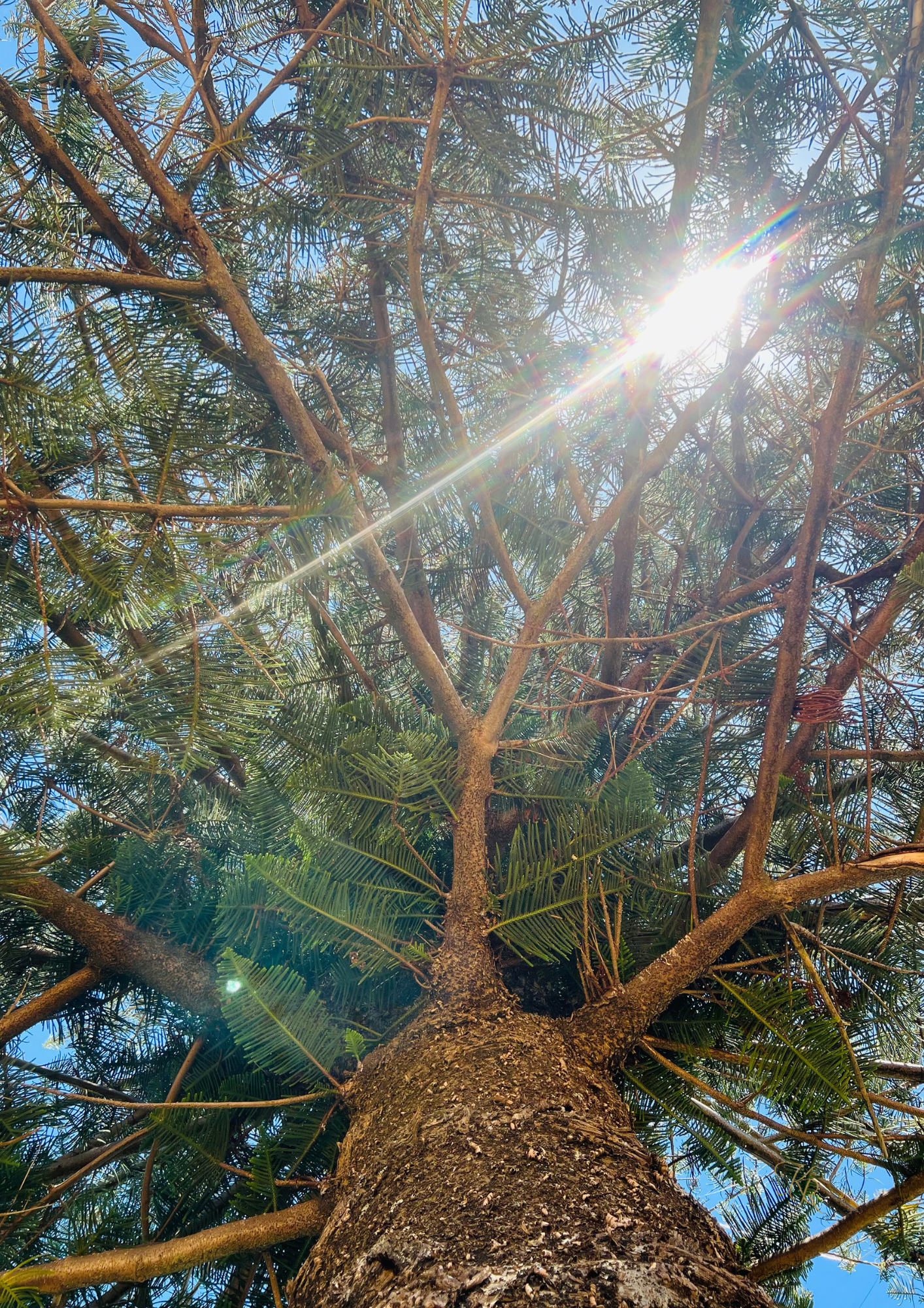 Crowned in Light