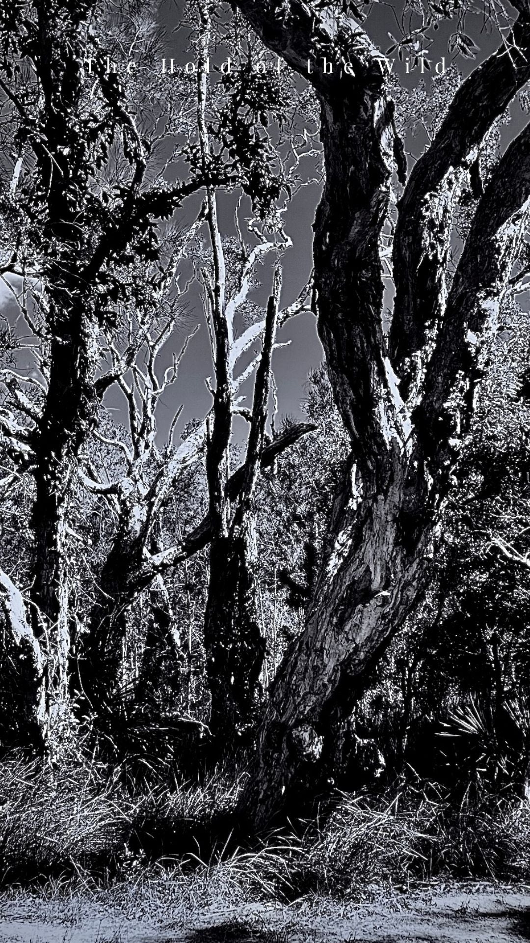 The Hold of the Wild — Digital Art Edition