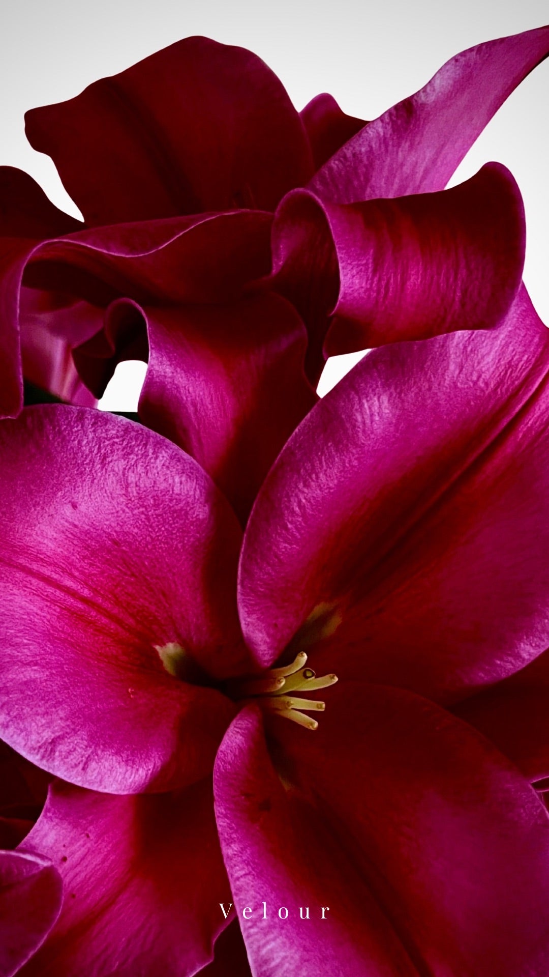 Velour — Digital Art Edition