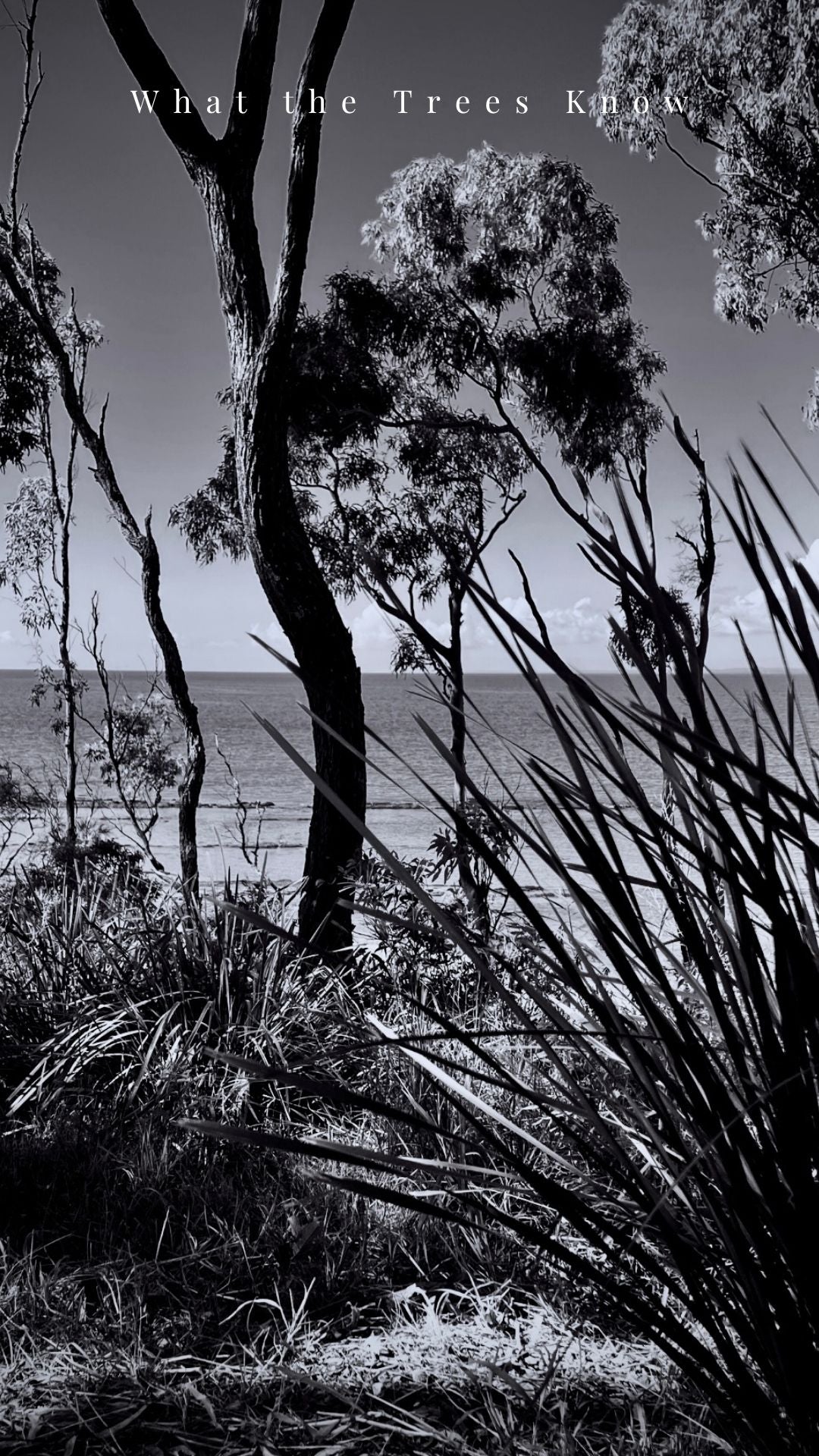 What the Trees Know — Digital Art Edition