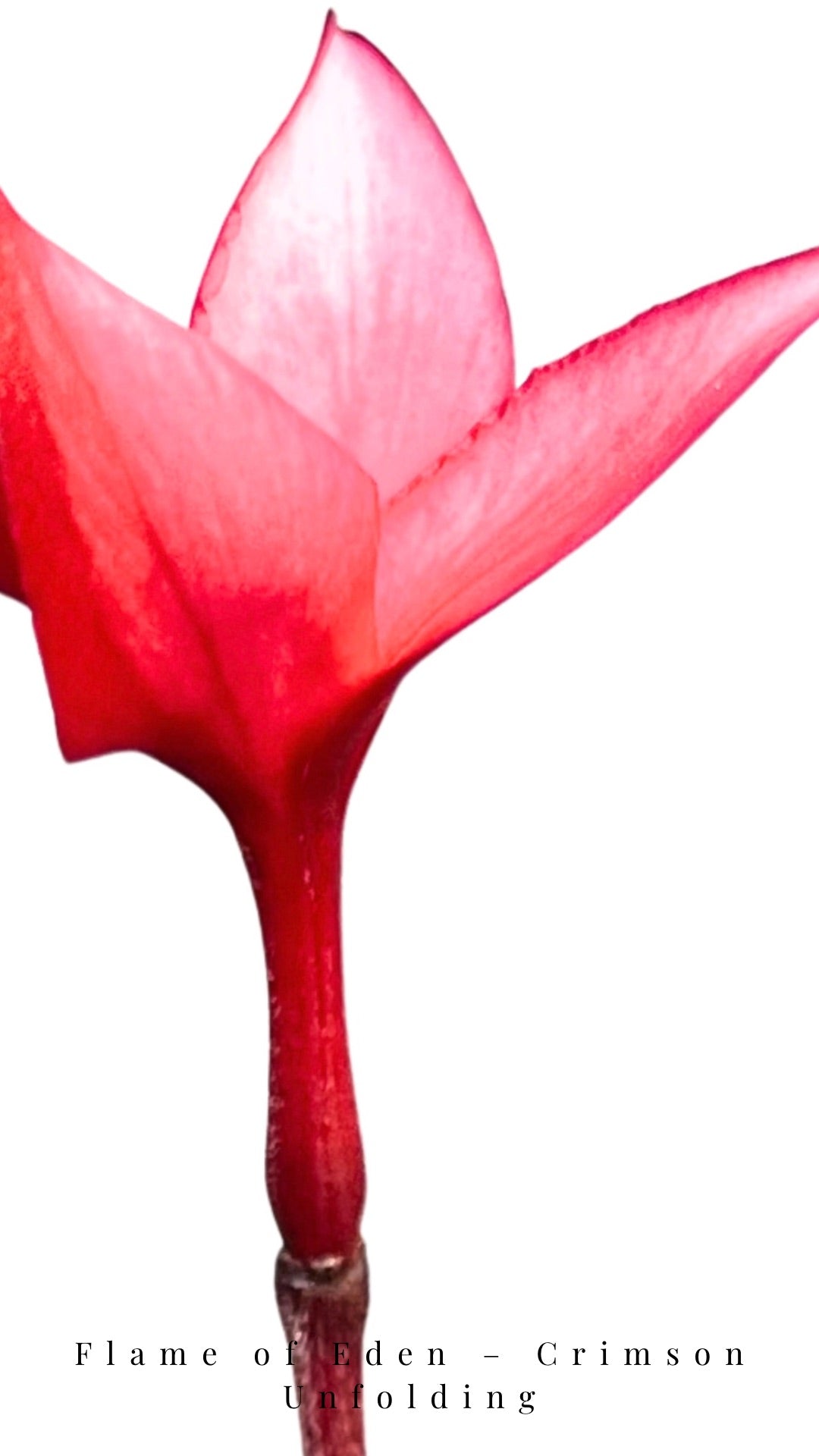 Flame of Eden – Crimson Unfolding — Digital Art Edition