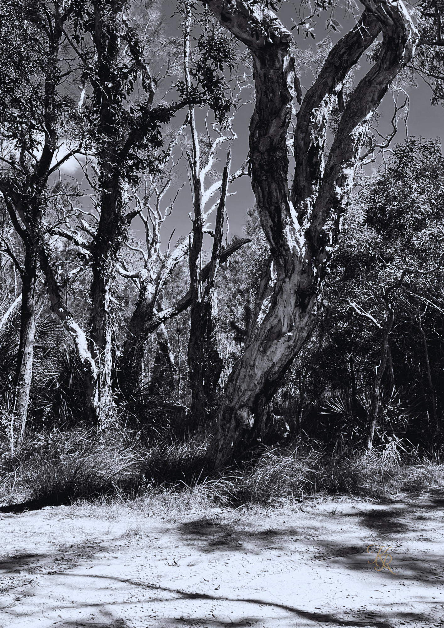 The Hold of the Wild