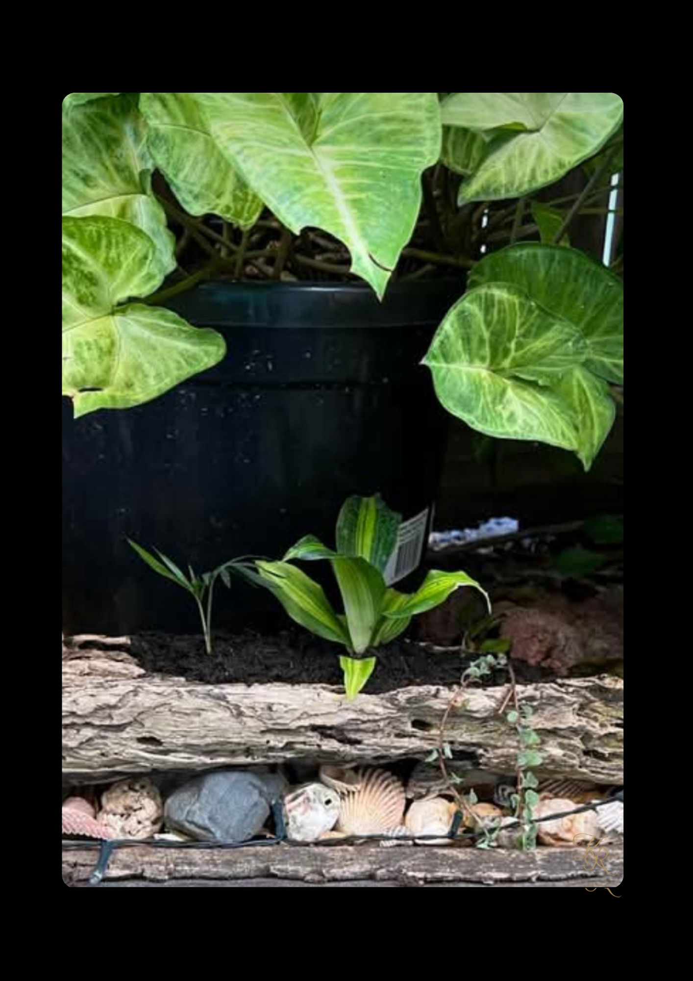 What the Garden Left Behind