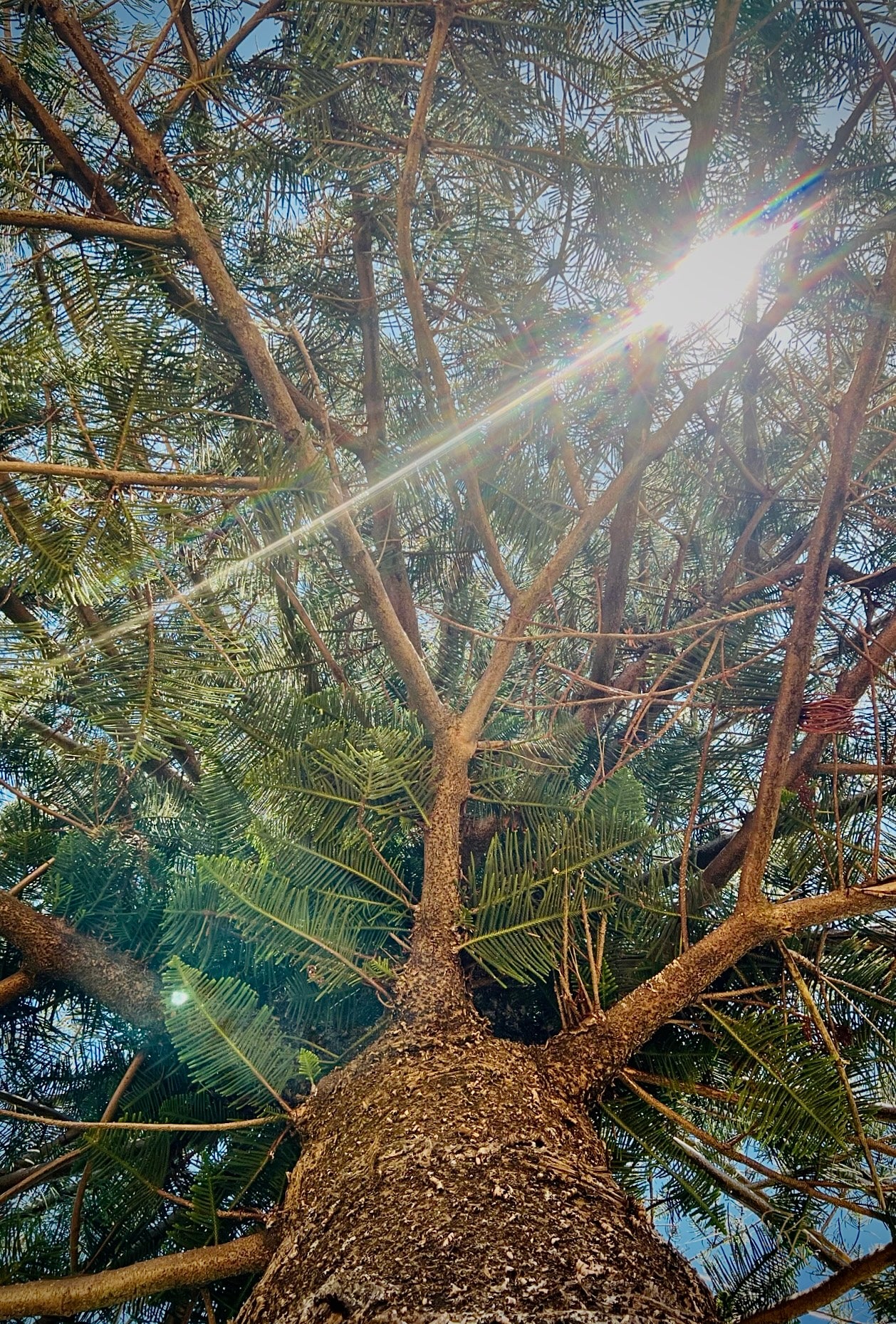 Crowned in Light