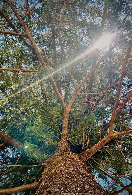 Crowned in Light