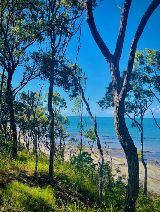 Between the Trees and Tide