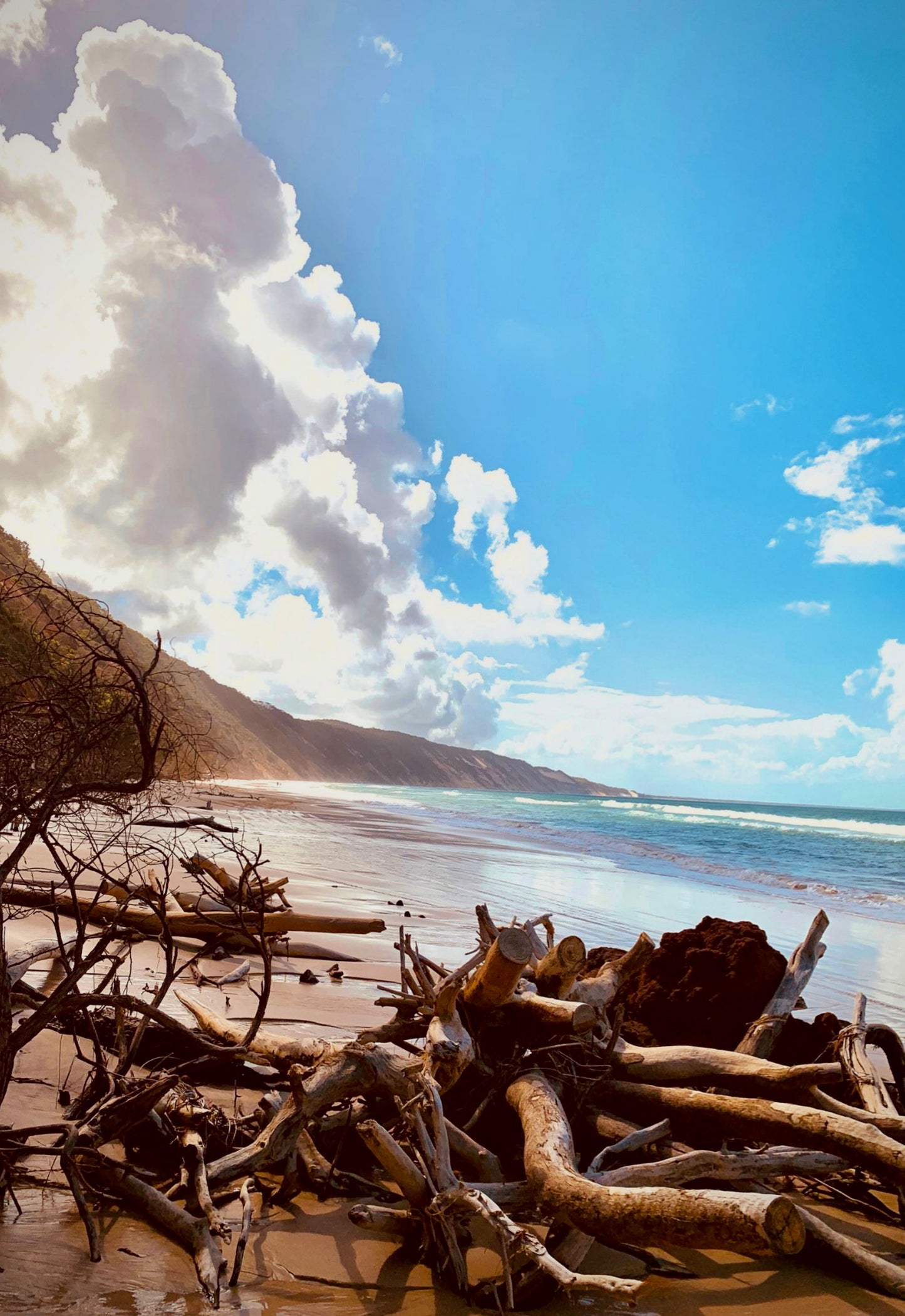 Driftwood Serenity