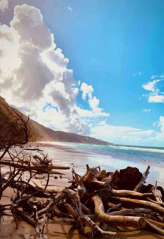 Driftwood Serenity