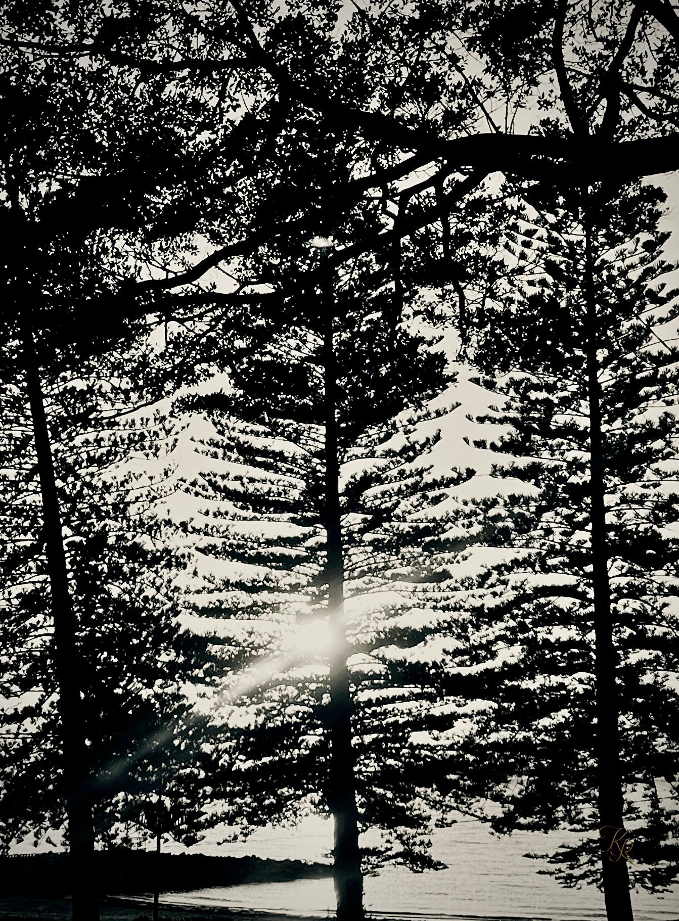 Through the Silence