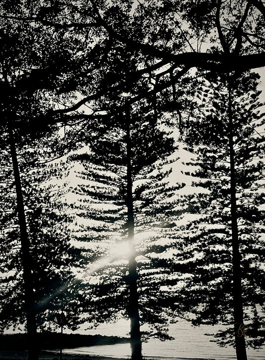 Through the Silence