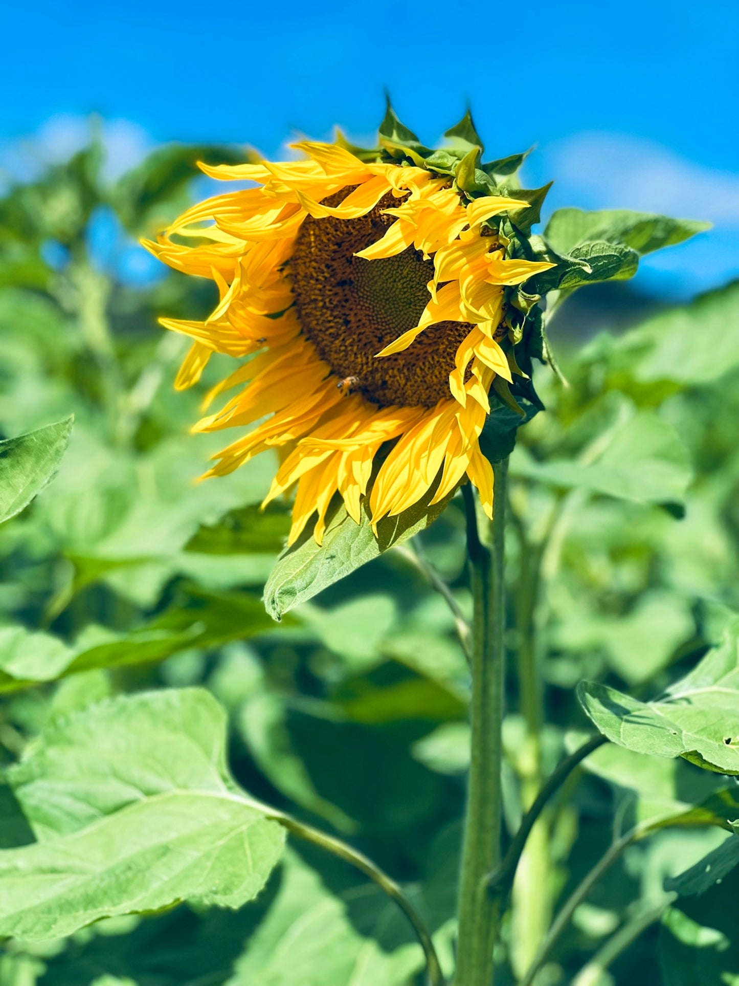 Sunlit Field Queen