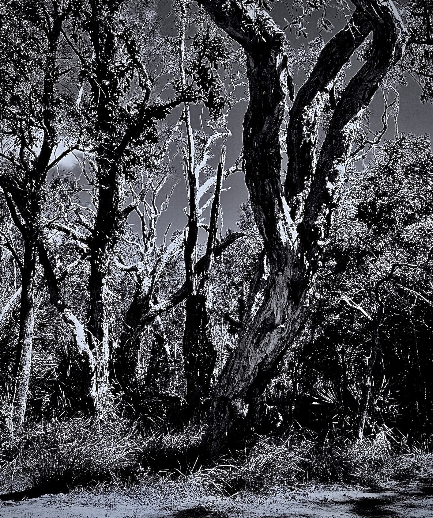 The Hold of the Wild