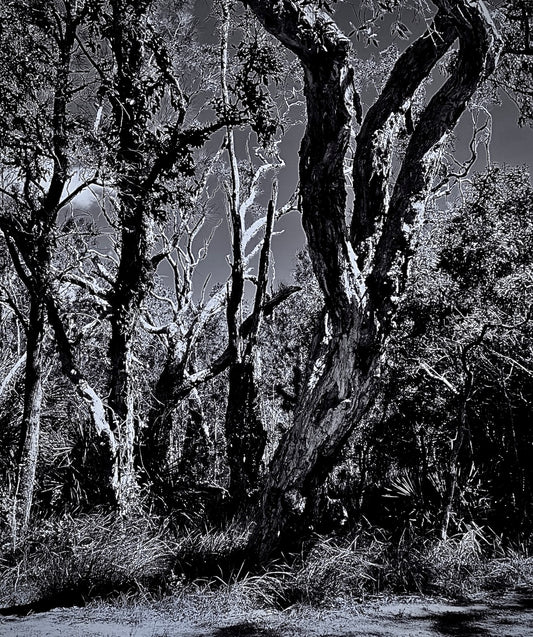 The Hold of the Wild