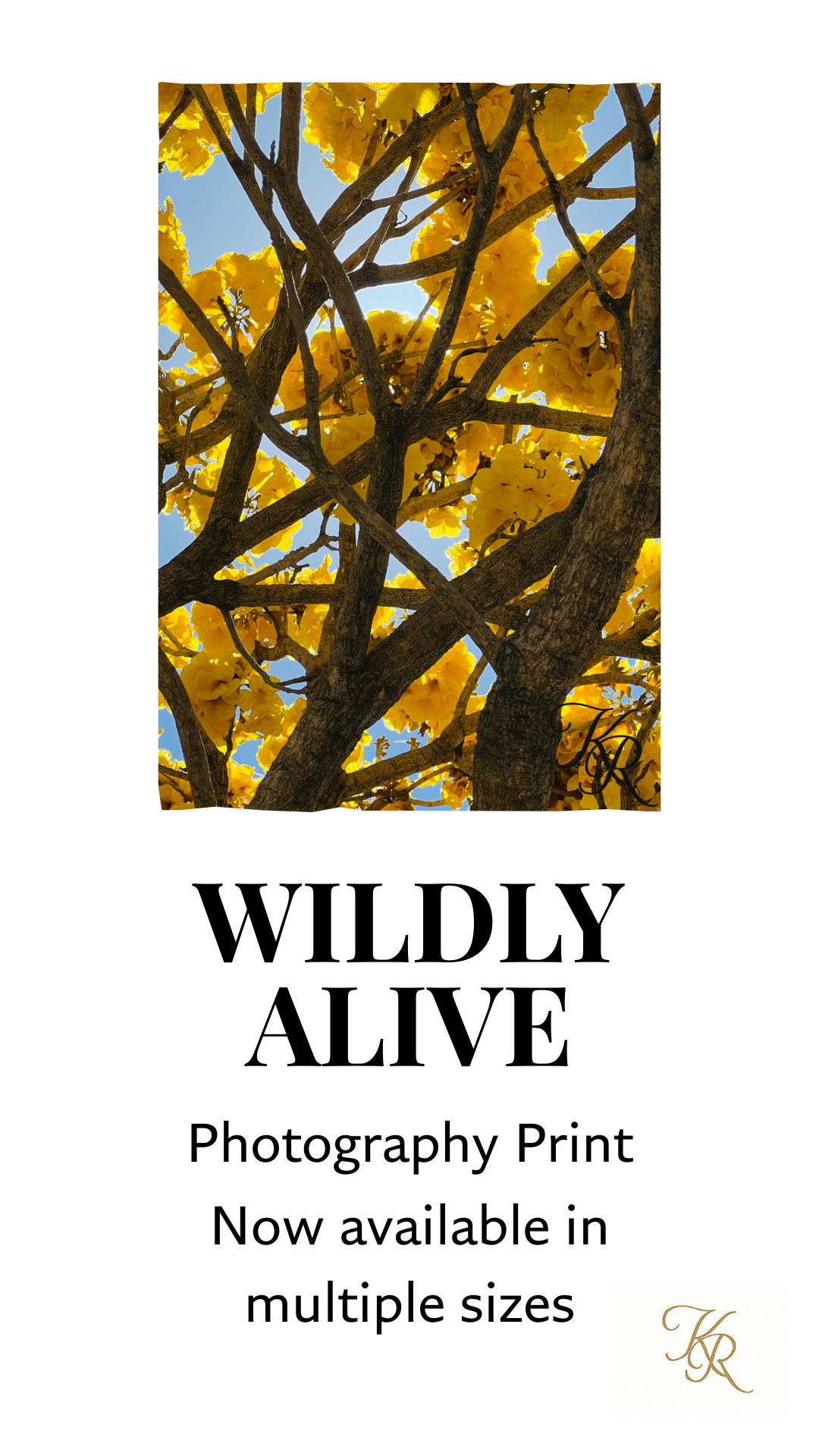 Wildly Alive