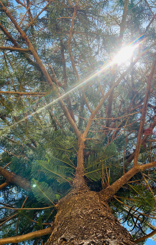 Crowned in Light — Digital Art Edition