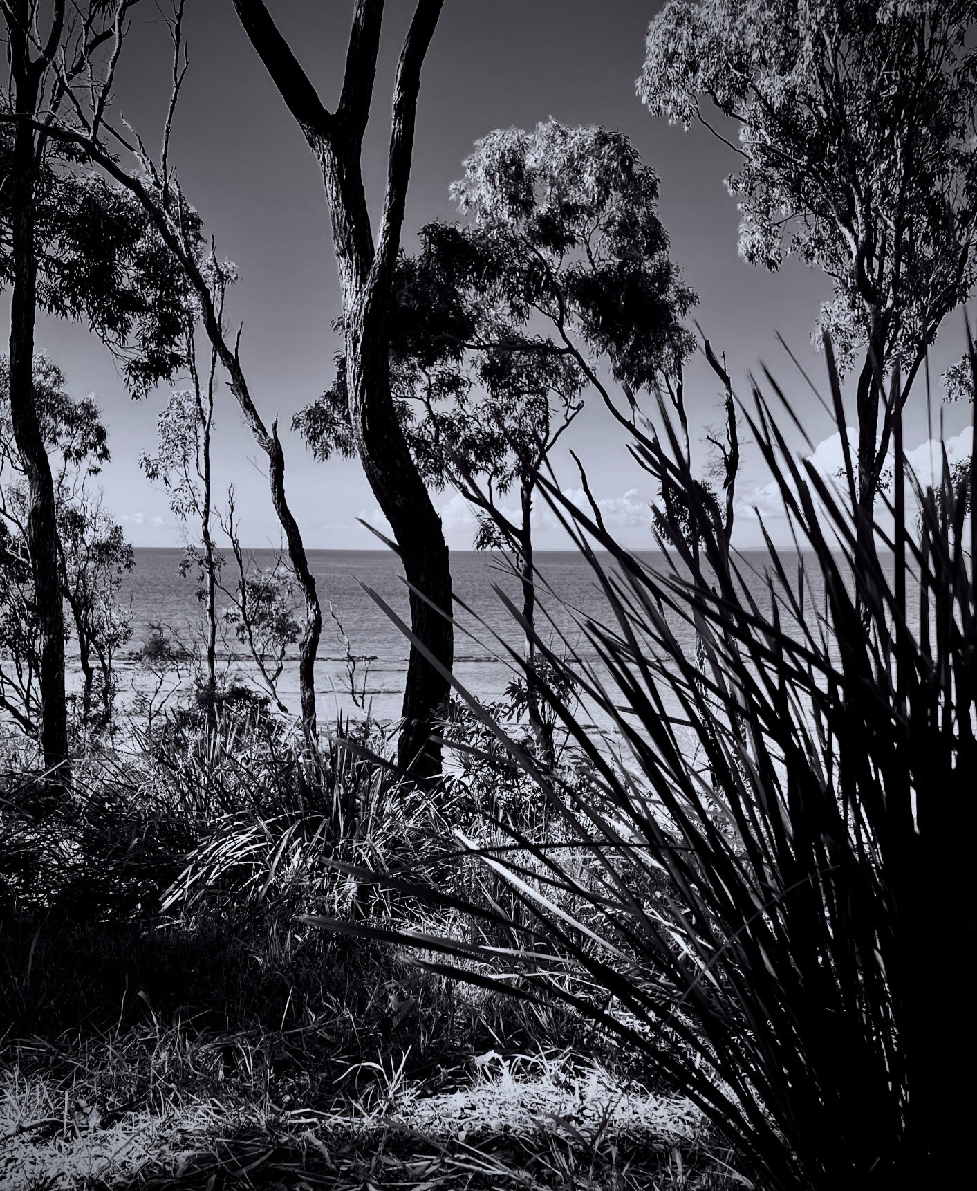 What the Trees Know — Digital Art Edition