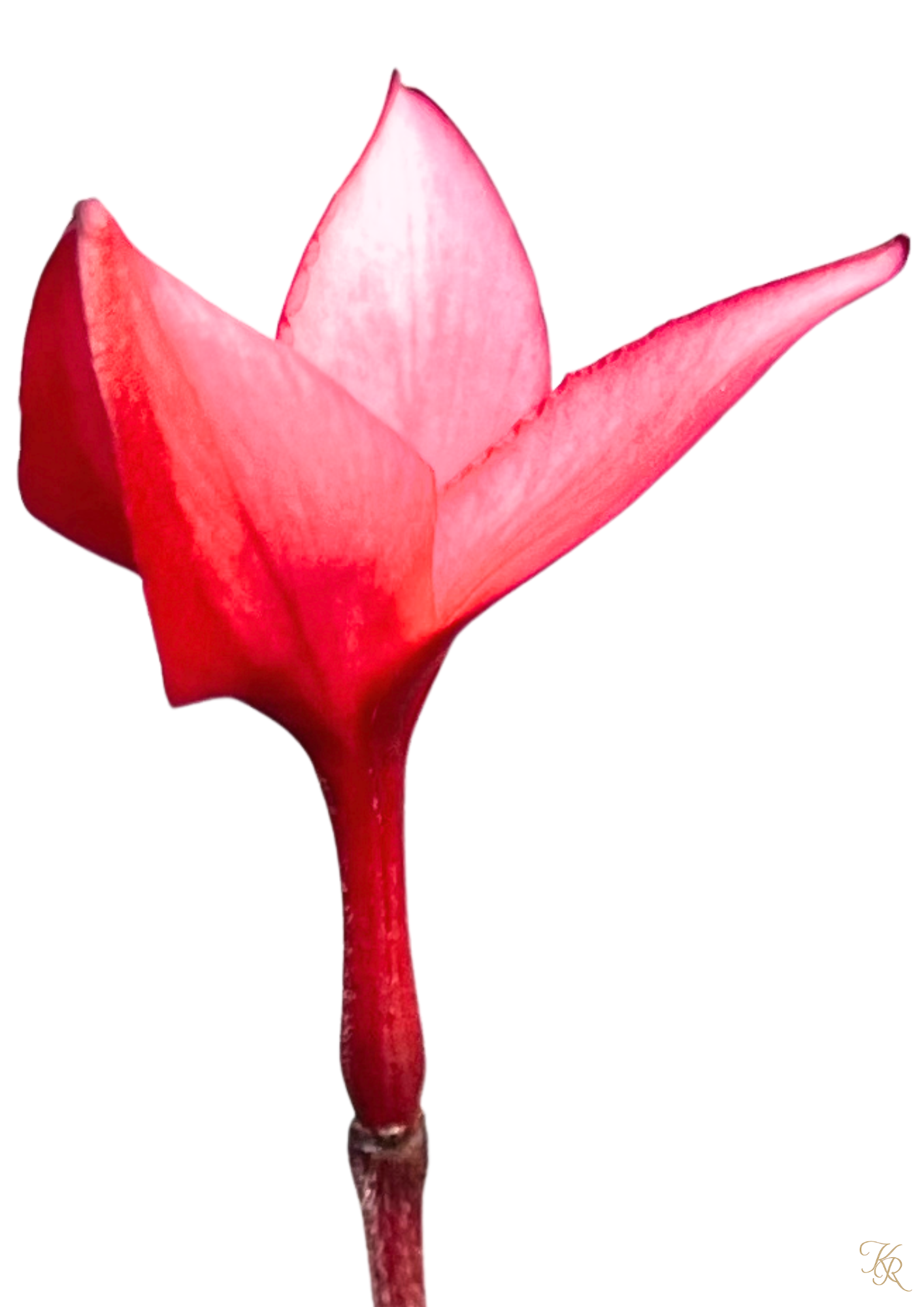Flame of Eden I – Crimson Unfolding