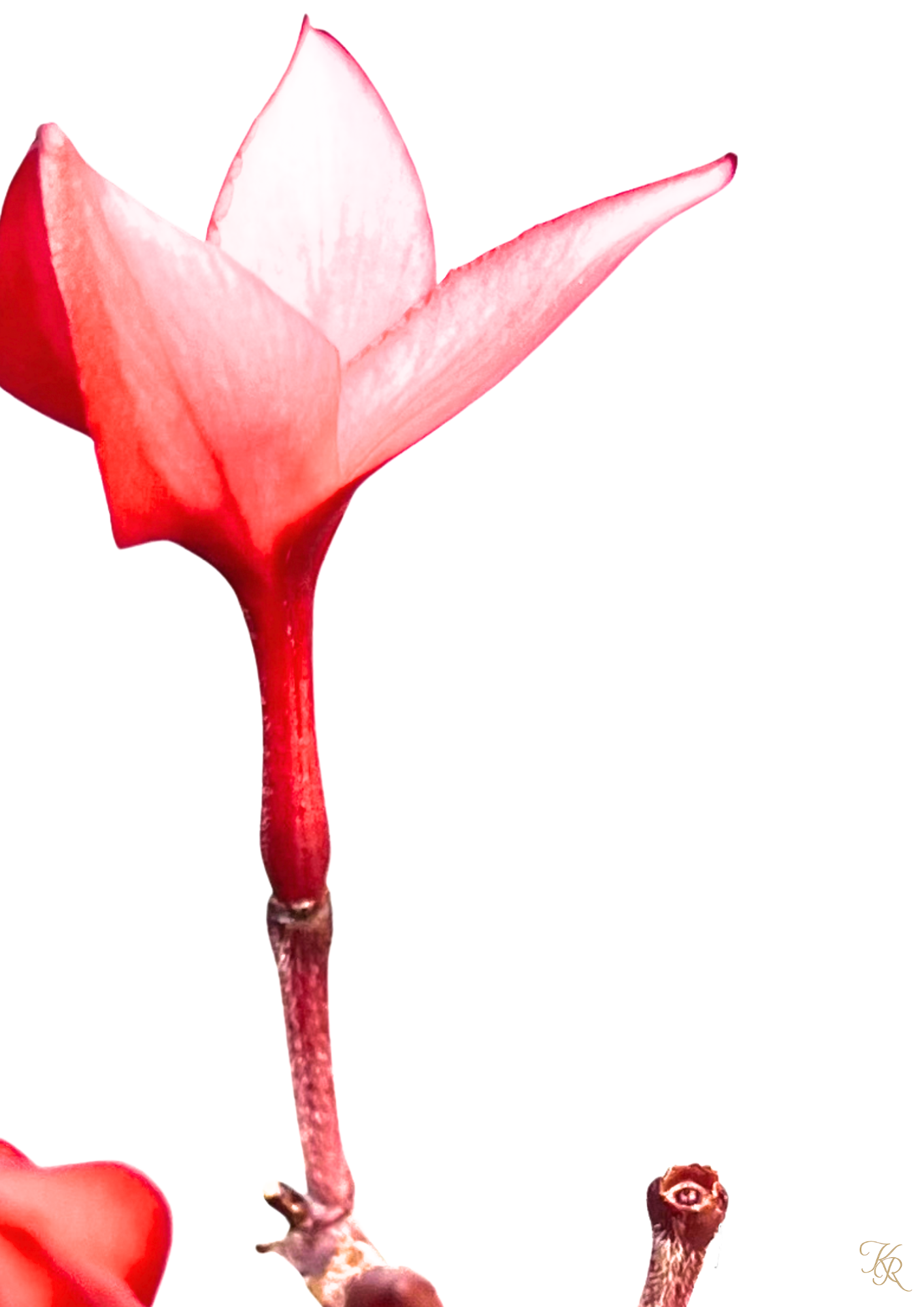 Flame of Eden 2 – Petal of Passion