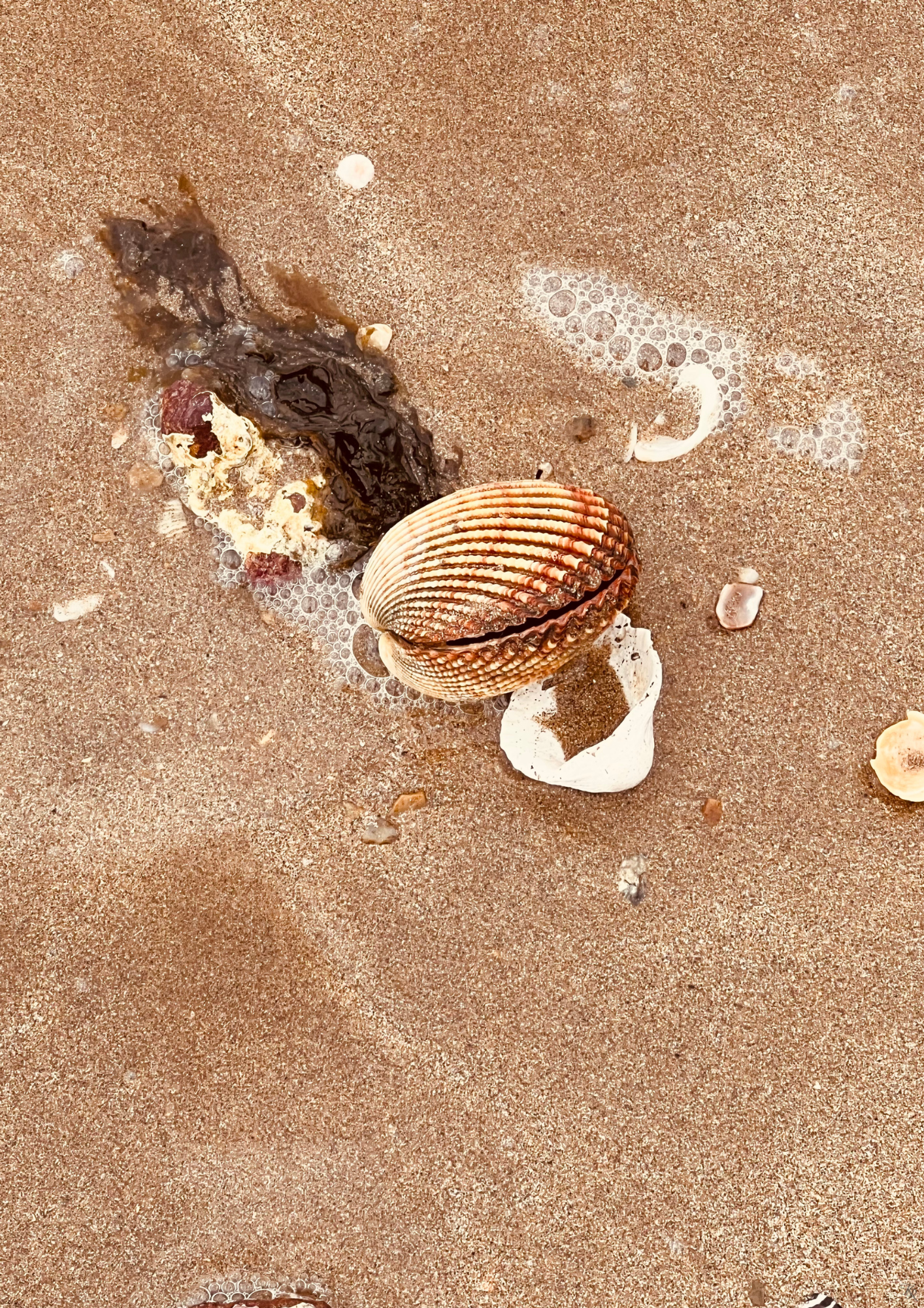 Fragments of Scarborough