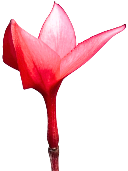 Flame of Eden – Crimson Unfolding