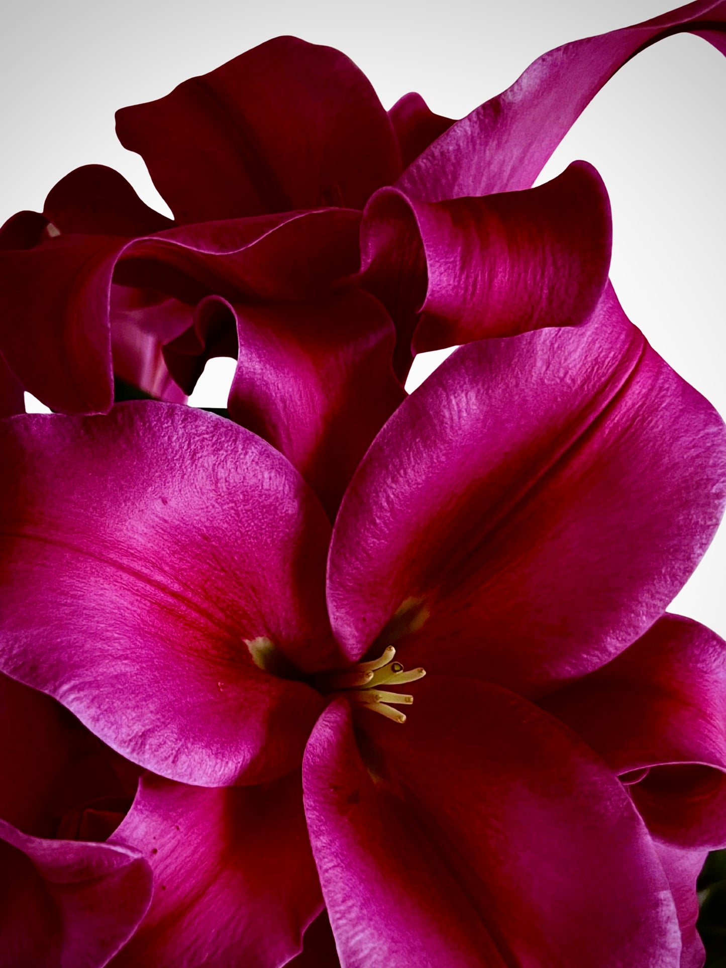 Velour — Digital Art Edition