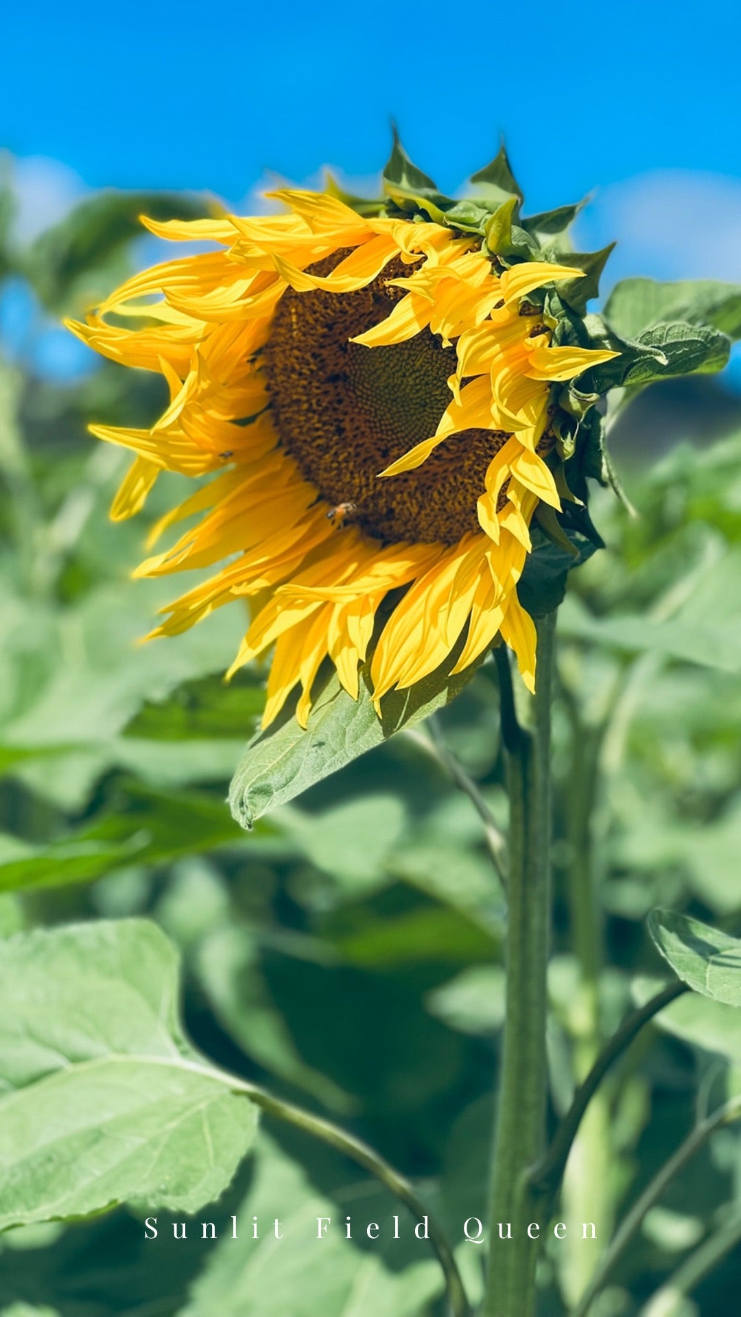Sunlit Field Queen