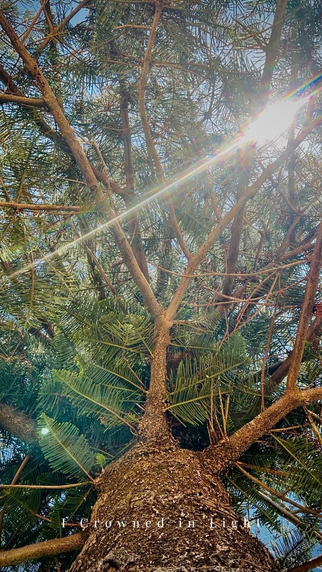 Crowned in Light