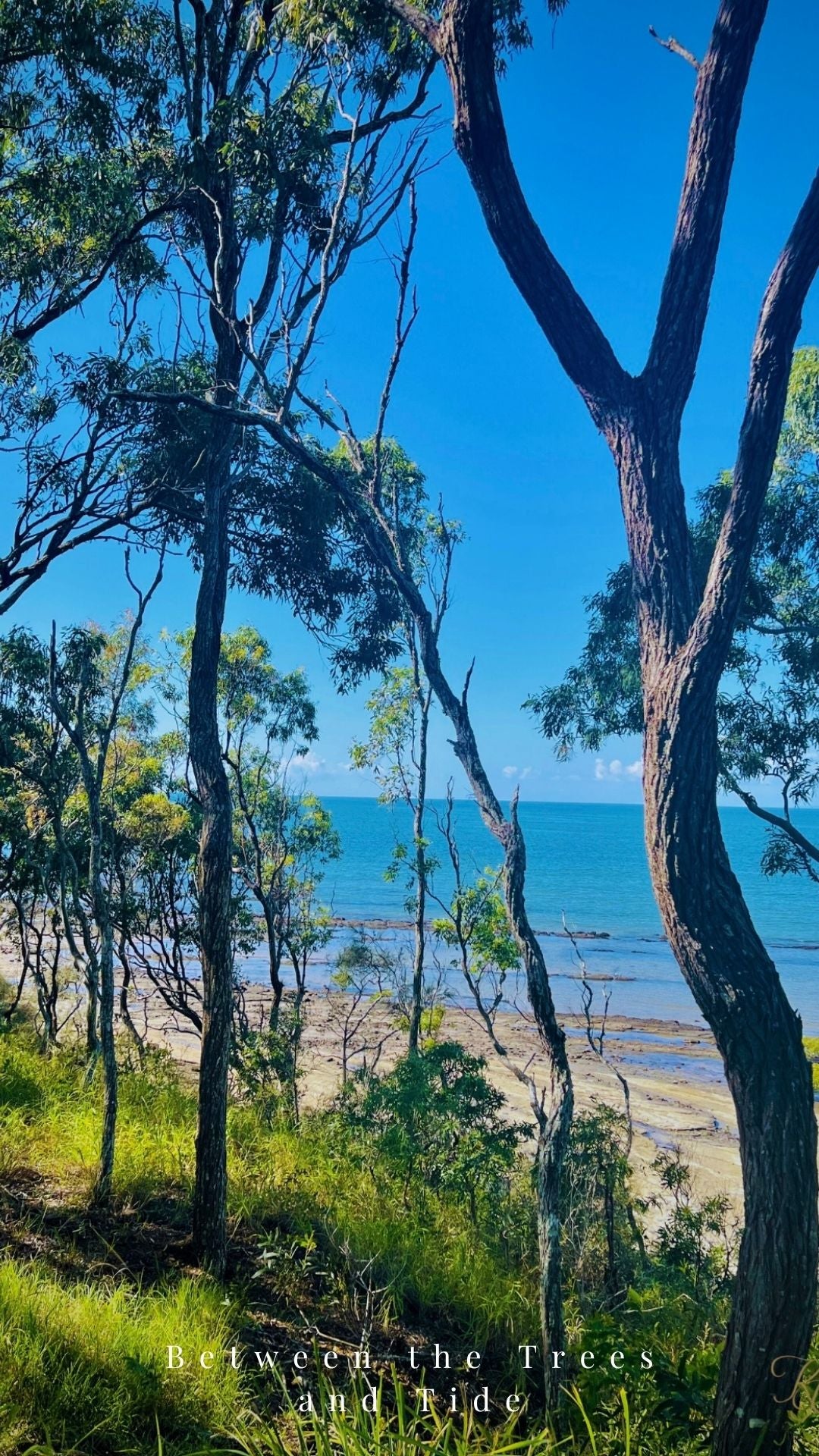 Between the Trees and Tide