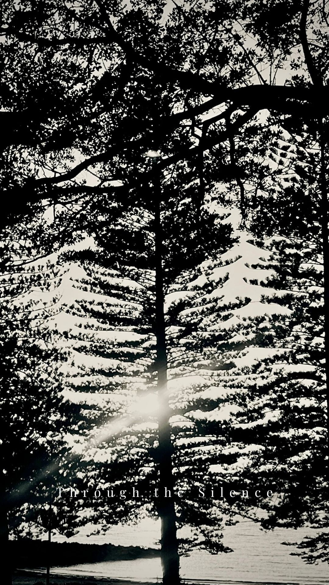 Through the Silence