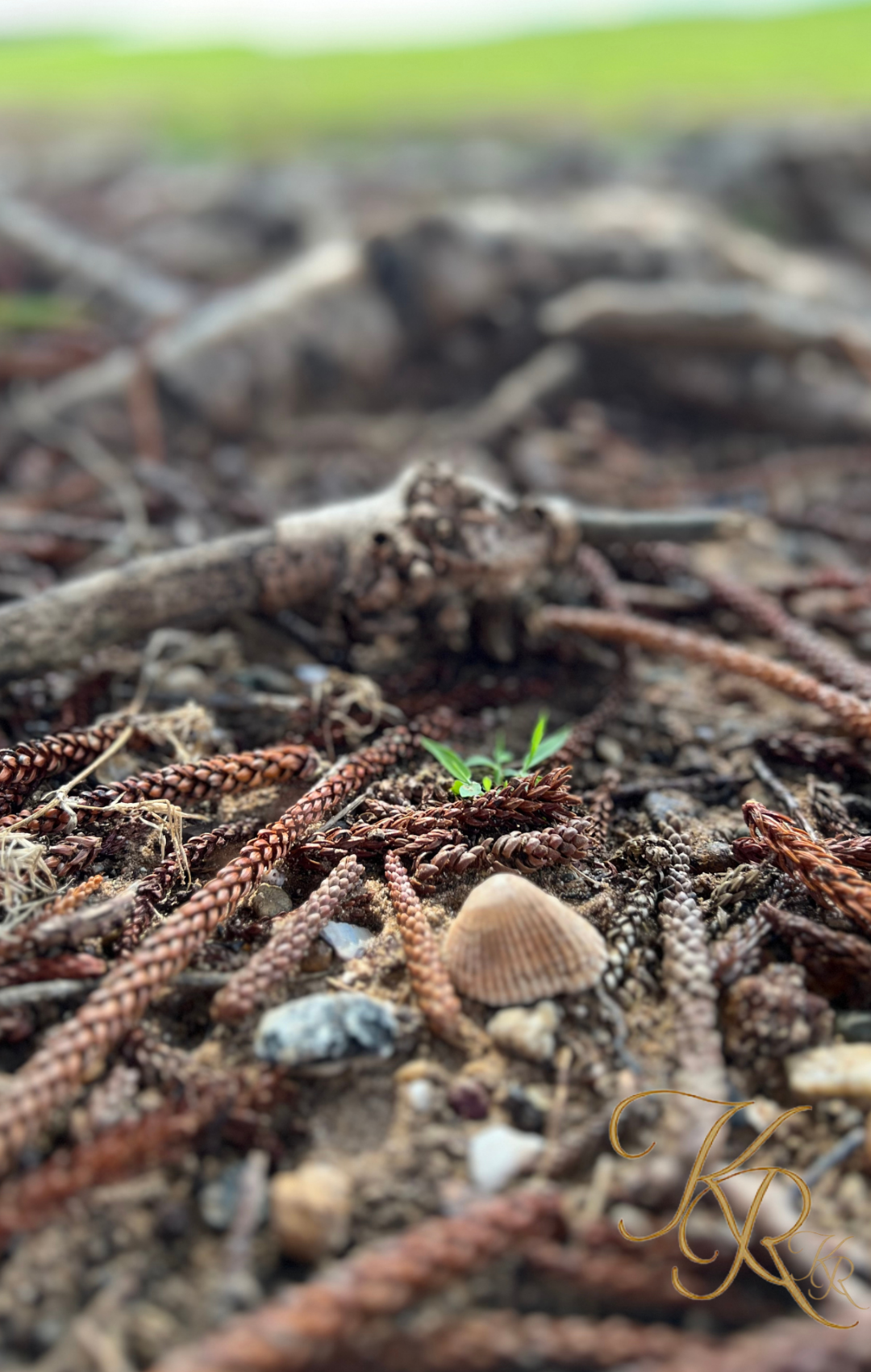 Spellbound — Digital Art Edition