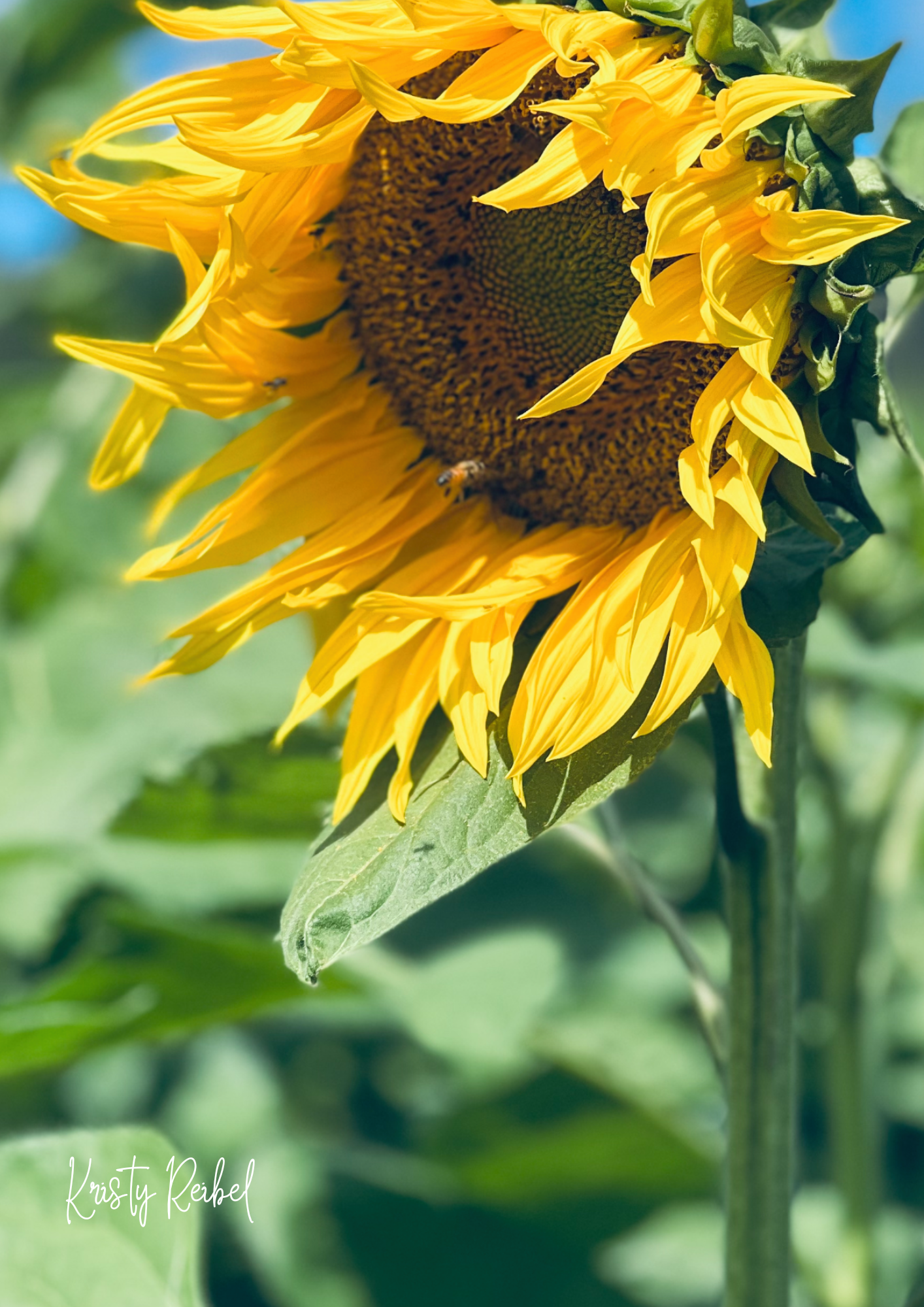 Sunlit Field Queen