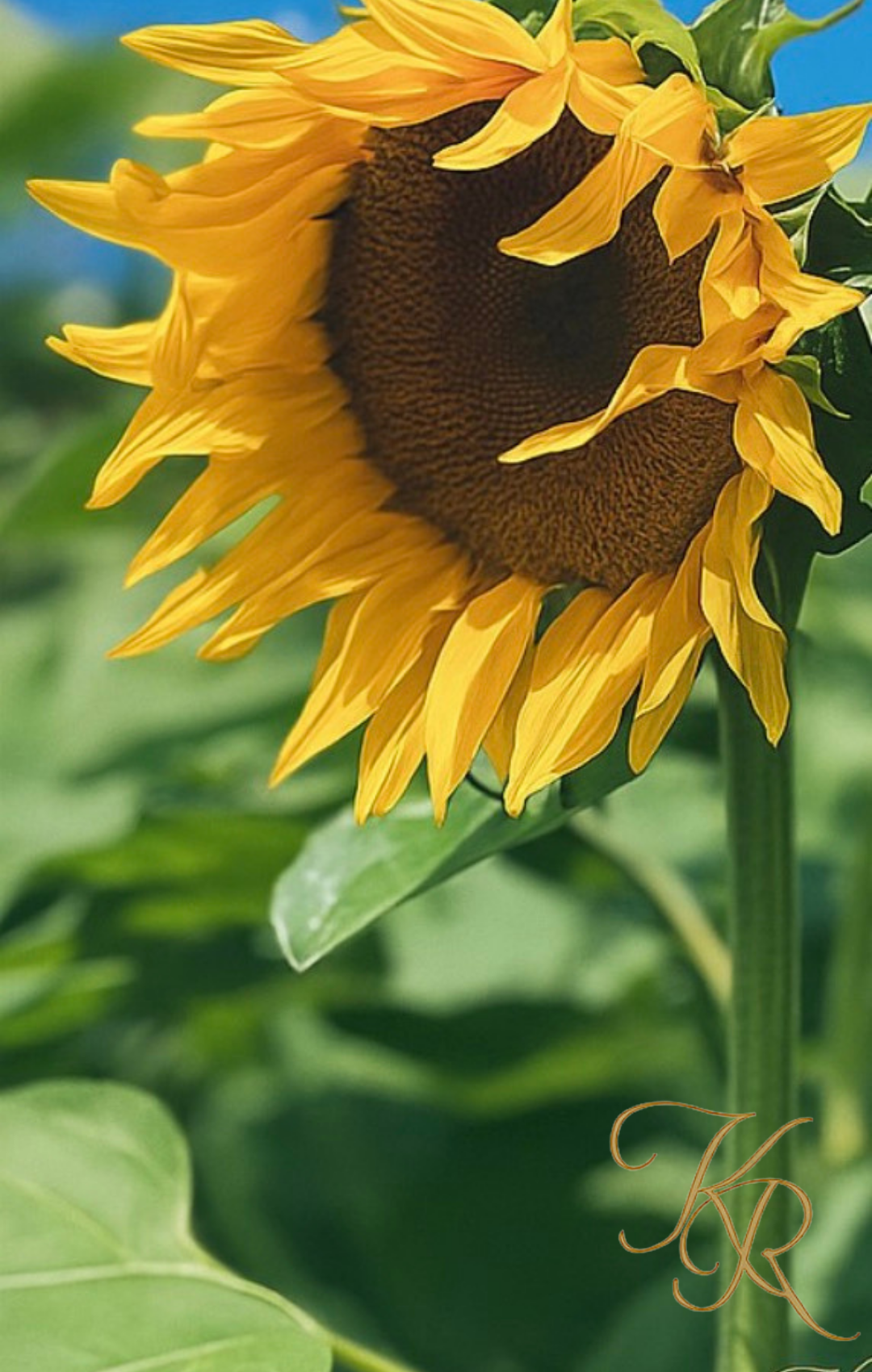 Sunlit Field Queen — Digital Art Edition