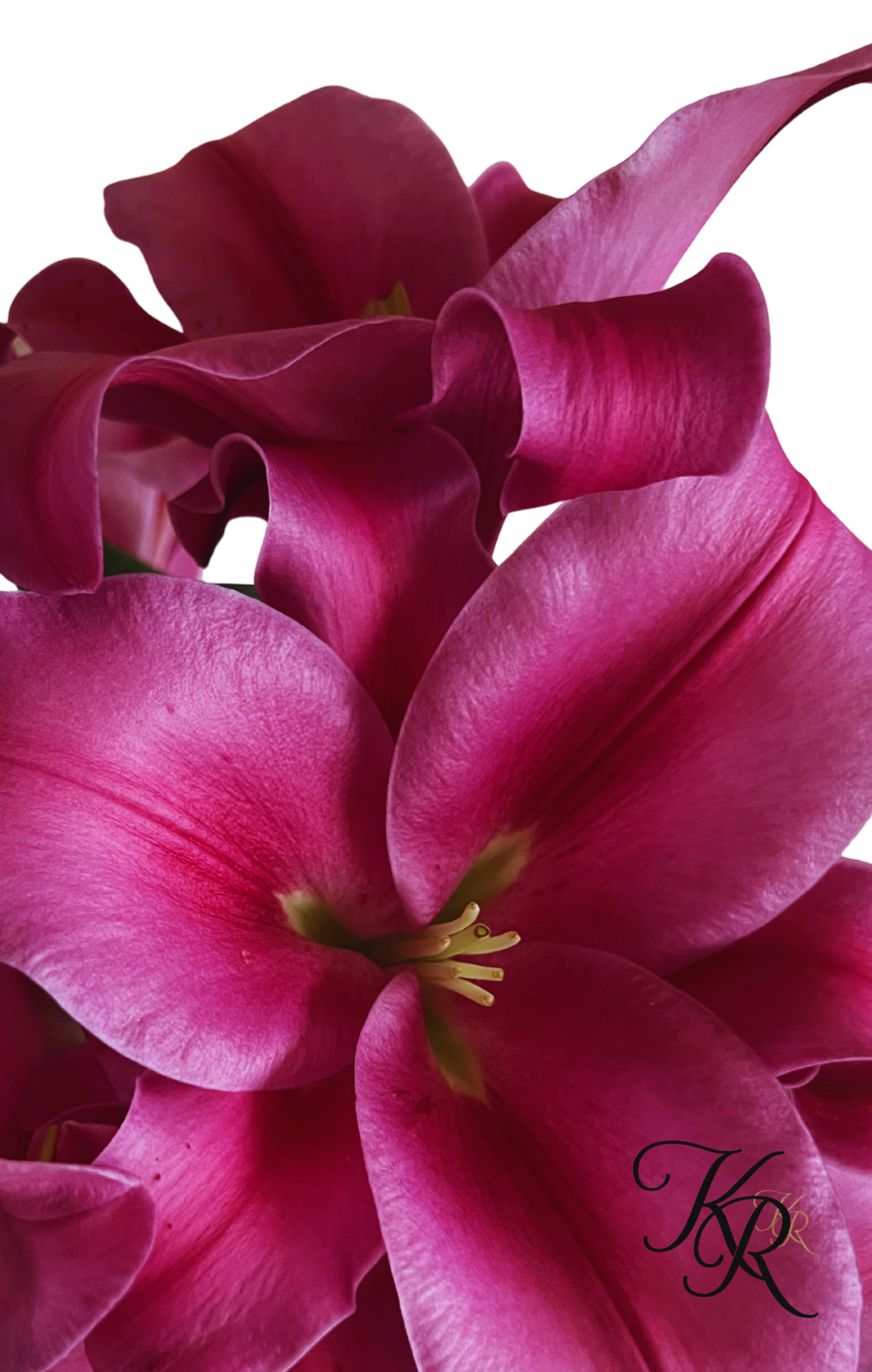 Velour — Digital Art Edition