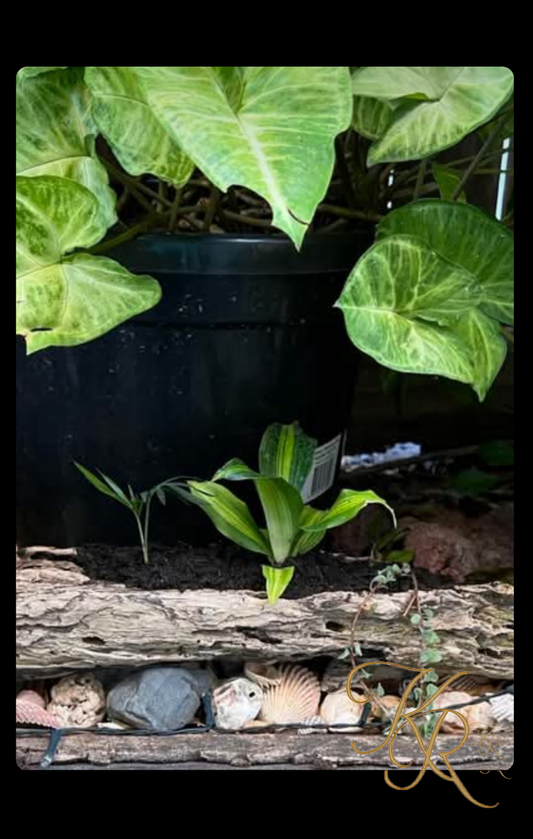 What the Garden Left Behind — Digital Art Edition