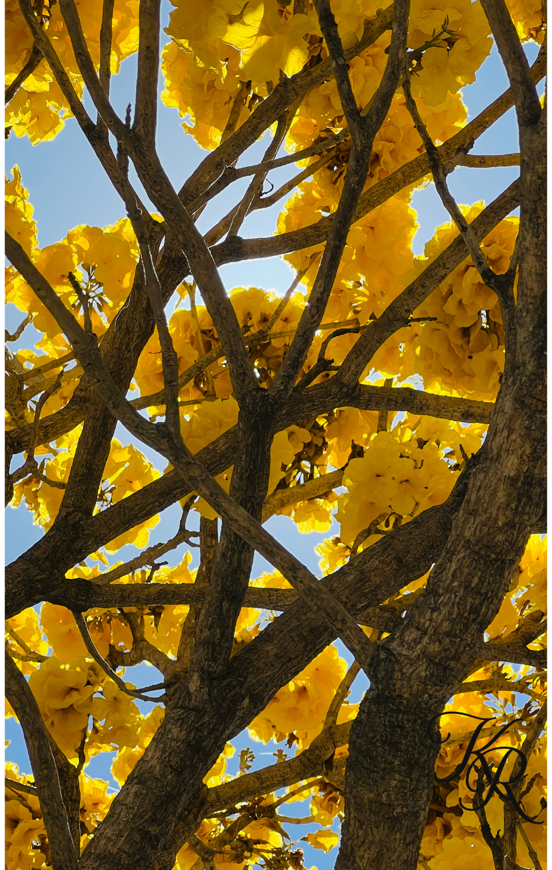 Wildly Alive — Digital Art Edition